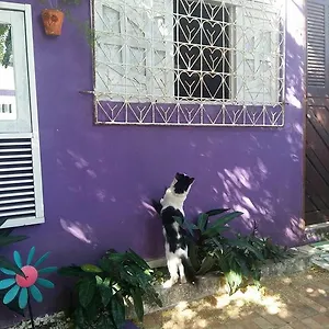 Margo Natal